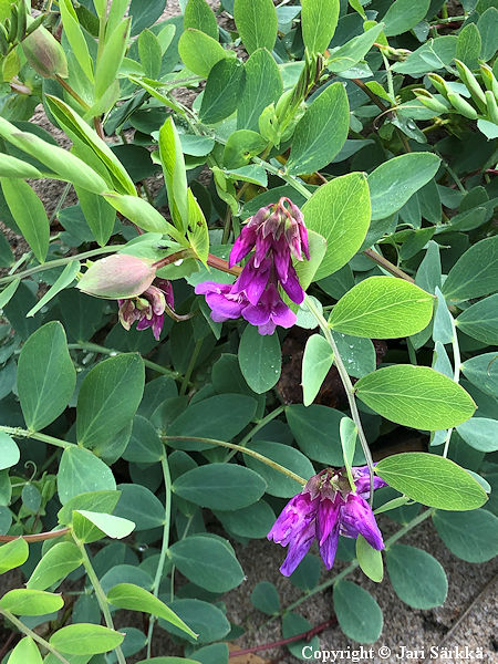 Lathyrus maritimus, merin�tkelm�